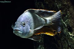 Nimbochromis livingstonii