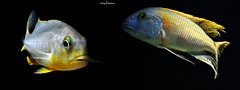 Buccochromis rhoadesii yellow