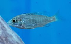 Placidochromis phenochilus Mdoka white lips, 5 cm