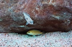 Labidochromis caeruleus - Yellow, 4 cm, w swojej pierwszej norce