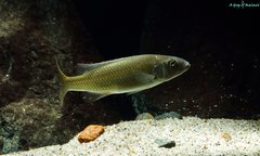 Champsochromis caeruleus