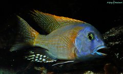 Buccochromis rhoadesii yellow