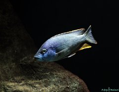 Nimbochromis livingstonii