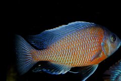 Copadochromis Kadango