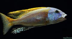 Buccochromis rhoadesii yellow