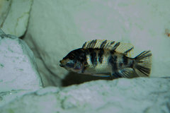 Metriaclima Zebra Masinje