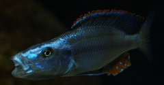 dimidiochromis compressiceps