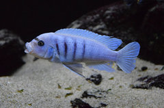 Cynotilapia sp. Hara Gallireya Reef
