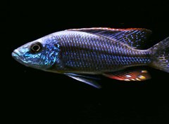 Dimidiochromis Strigatus