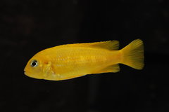 Chindongo Saulosi
