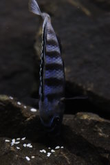 Chindongo Saulosi