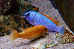 Labeotropheus trewavasae "Thumbi West"