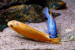 Labeotropheus trewavasae "Thumbi West"
