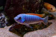 Labeotropheus trewavasae "Thumbi West"