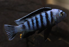 Chindongo saulosi