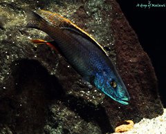 Dimidiochromis compressiceps