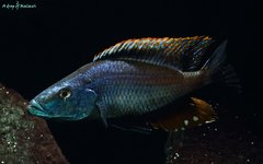 Dimidiochromis compressiceps