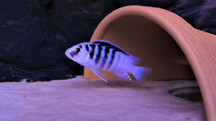 Więcej informacji o „Labidochromis Chisumulae Chisumulu F1”
