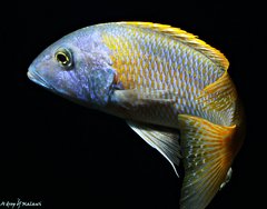 Buccochromis rhoadesii yellow