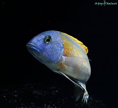 Buccochromis rhoadesii yellow