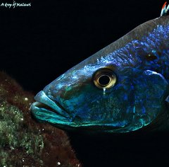 Dimidiochromis compressiceps