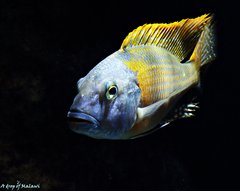 Buccochromis rhoadesii yellow