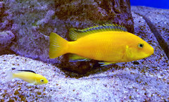 Labidochromis caeruleus - Yellow, samiczka 12 cm