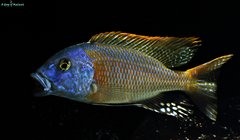 Buccochromis rhoadesii yellow