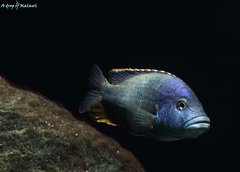 Nimbochromis livingstonii