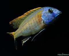 Buccochromis rhoadesii yellow