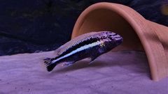 Więcej informacji o „Melanochromis Auratus Chipoka WF”