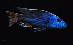 nimbochromis fuscotaeniatus f1