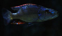Więcej informacji o „dimidiochromis compressiceps F1”