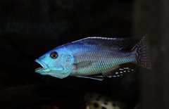 nimbochromis fuscotaeniatus samiwc F1 16CM.