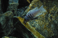 Cynotilapia sp. Hara Galileya Reef