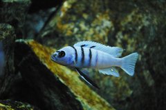 Cynotilapia sp. Hara Galileya Reef