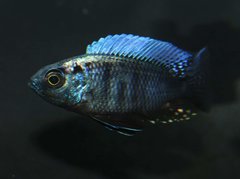 Copadichromis Chrysonotus