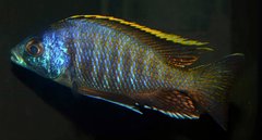 Placidochromis sp. Blue Otter