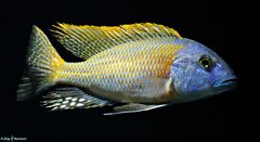 Buccochromis rhoadesii yellow