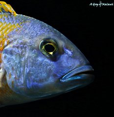 Buccochromis rhoadesii yellow