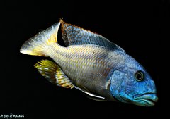 Więcej informacji o „Aristochromis christyi”
