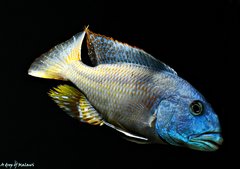 Aristochromis christyi