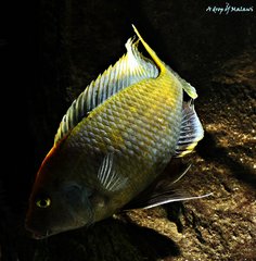 Nimbochromis venustus