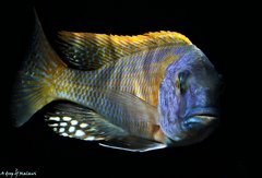 Buccochromis rhoadesii yellow