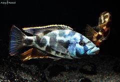 Nimbochromis livingstonii