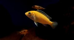 Labidochromis Caeruleus Yellow