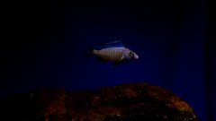 Placidochromis phenochilus Mdoka white lips