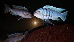 Cynotilapia sp Hara Gallireya Reef