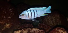 Cynotilapia sp Hara Gallireya Reef
