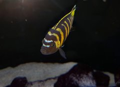 Metriaclima sp. Elongatus Chailosi